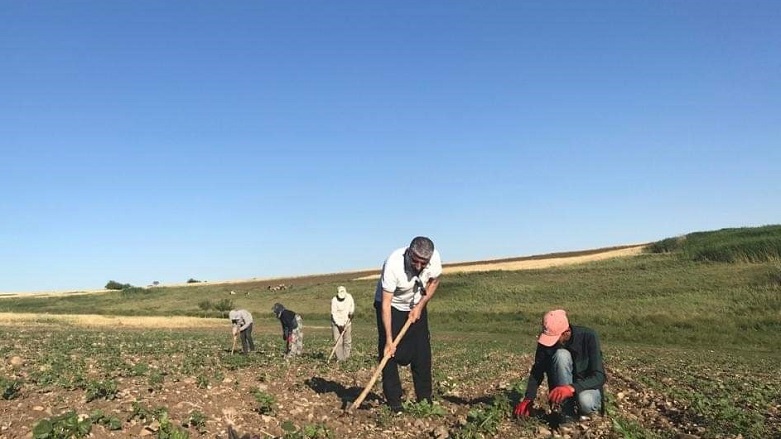 Foto: Prof. Dr. Sedat Benek, tarlada mevsimlik gezici tarım işçileriyle birlikte çapa yapıyor, Hilvan/Urfa (Baştan ikinci, ayakta)